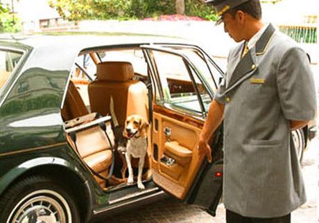 Chauffeur opens door for dog
