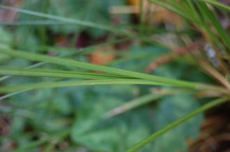 Carex secta Leaf (19/04/2014, Kew Gardens, London)