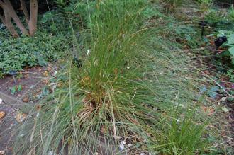 Carex secta (19/04/2014, Kew Gardens, London)