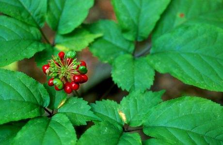 American ginseng fruit and leaves. Photo courtesy of US Fish and Wildlife Service. 