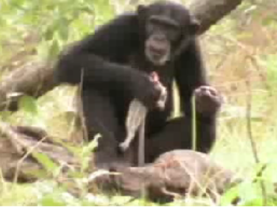 A chimp eating prey she killed with a spear. The beginning of the end for humans?