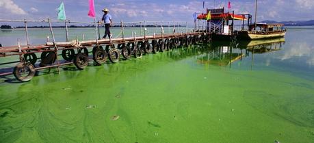 An algal bloom in Dianchi Lake, China.