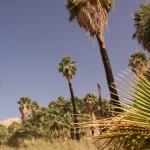 Native palm tree oasis