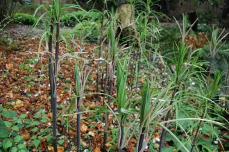 Polygonatum verticillatum (19/04/2014, Kew Gardens, London)
