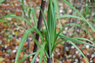 Polygonatum verticillatum Leaf (19/04/2014, Kew Gardens, London)