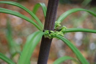 Polygonatum verticillatum Flower Buds (19/04/2014, Kew Gardens, London)
