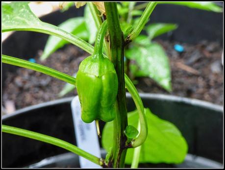 Garden Share Collective - June 2014