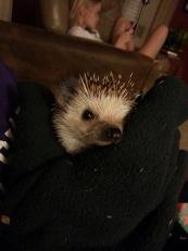 On Hedgehogs and Happiness