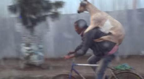 goat-riding-man