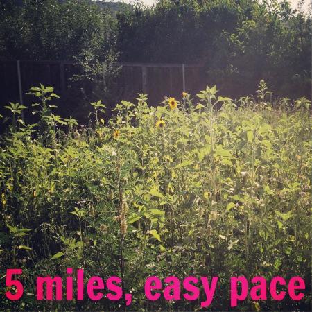 run trail sunflower