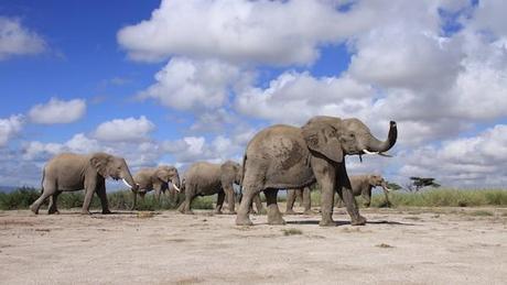 0530-Amboseli-afterpb-Shannon