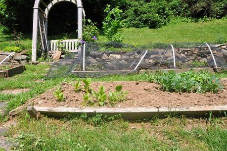 A Week later in the Garden