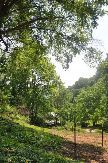 A Week later in the Garden