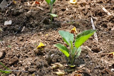 A Week later in the Garden