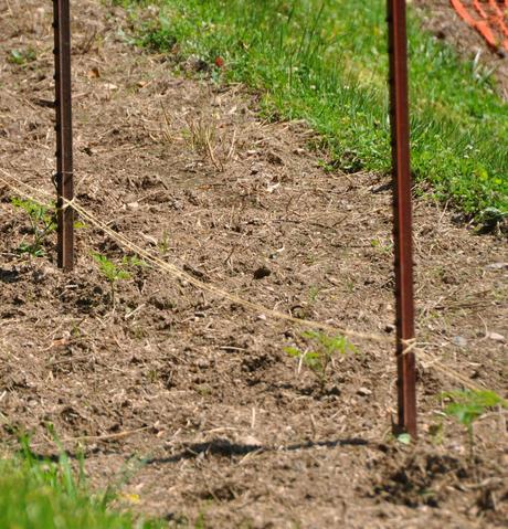 A Week later in the Garden