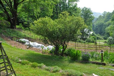 A Week later in the Garden