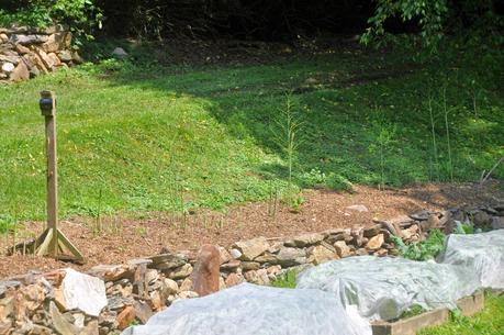 A Week later in the Garden