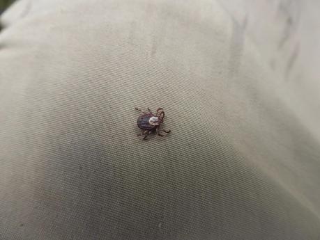 Day 43: A Day Of Rain & Fog