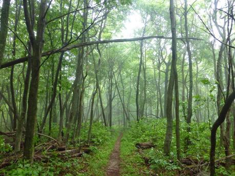 Day 43: A Day Of Rain & Fog