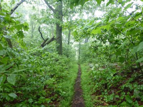 Day 43: A Day Of Rain & Fog