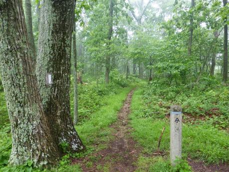 Day 43: A Day Of Rain & Fog