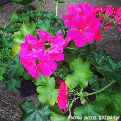 Annuals for summer blooms 