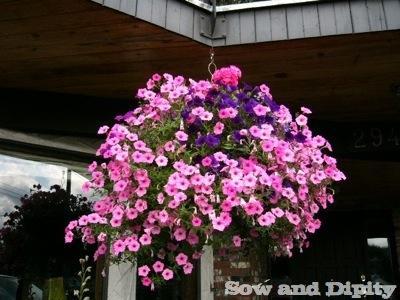 Hanging Basket combo