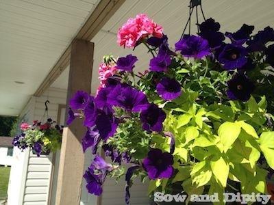 Annuals for summer blooms 