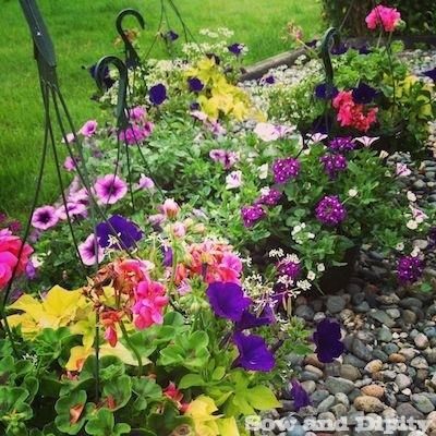 Annuals for summer blooms 