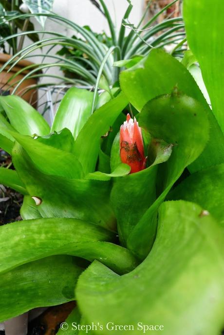 Hot Pods & Blooms