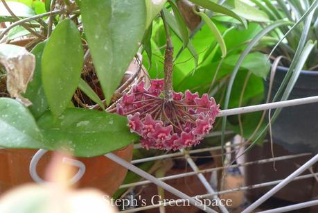 Hot Pods & Blooms