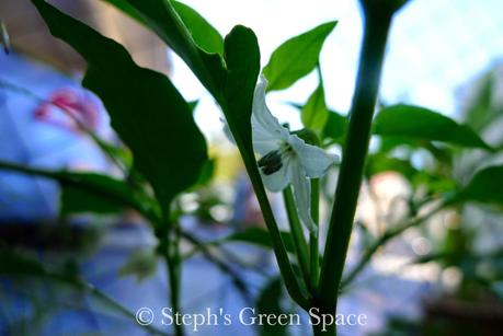 Hot Pods & Blooms