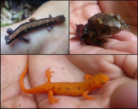 Day 44: Walking With The Kallins