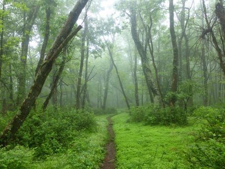 Day 44: Walking With The Kallins