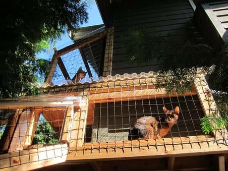 In between projects.  Catio for Eddie, Max and Riley