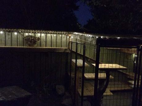 In between projects.  Catio for Eddie, Max and Riley