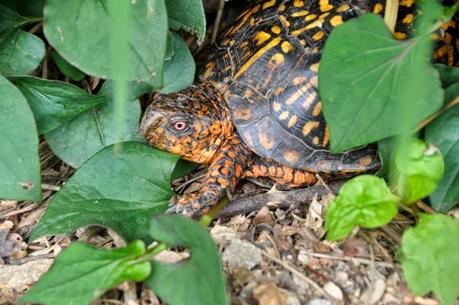 Prom Pics and Other Wildlife