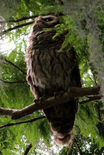 Barred Owl2