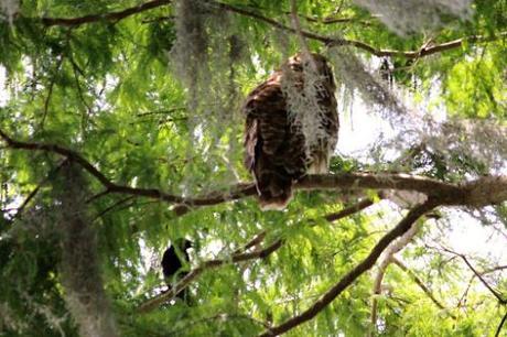 Barred Owl3