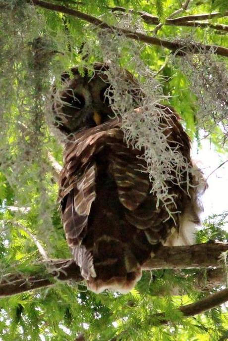 Barred Owl1