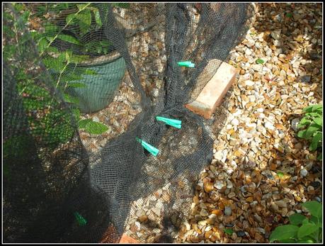 Blueberries netted