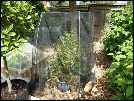 Blueberries netted