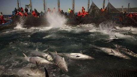 200 tons of illegally caught Atlantic bluefin tuna show how we’re driving these fish to extinction