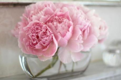 Peony Sarah Bernhardt