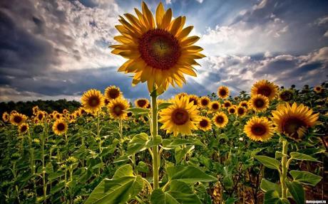 Sunflower+field