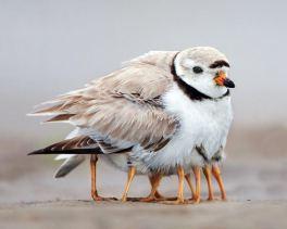 Piping plover is keeping its chicks warm © Michael Milicia