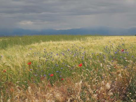 Margaritas entre los trigos, amapolas entre las avenas locas, y los chubascos haciendo cortina al fondo.