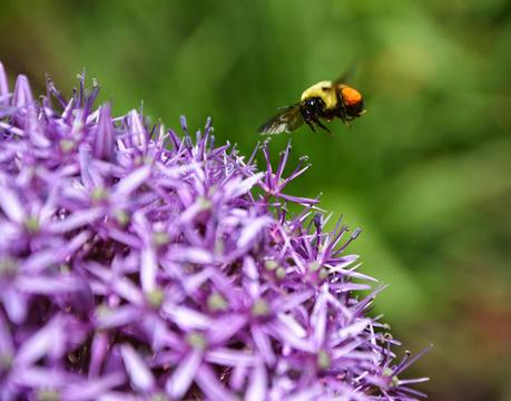 A visitor to the Allium