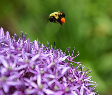 A visitor to the Allium