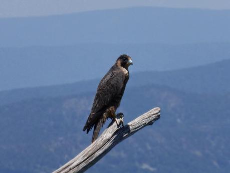 Day 46: Goodbye Shenandoah